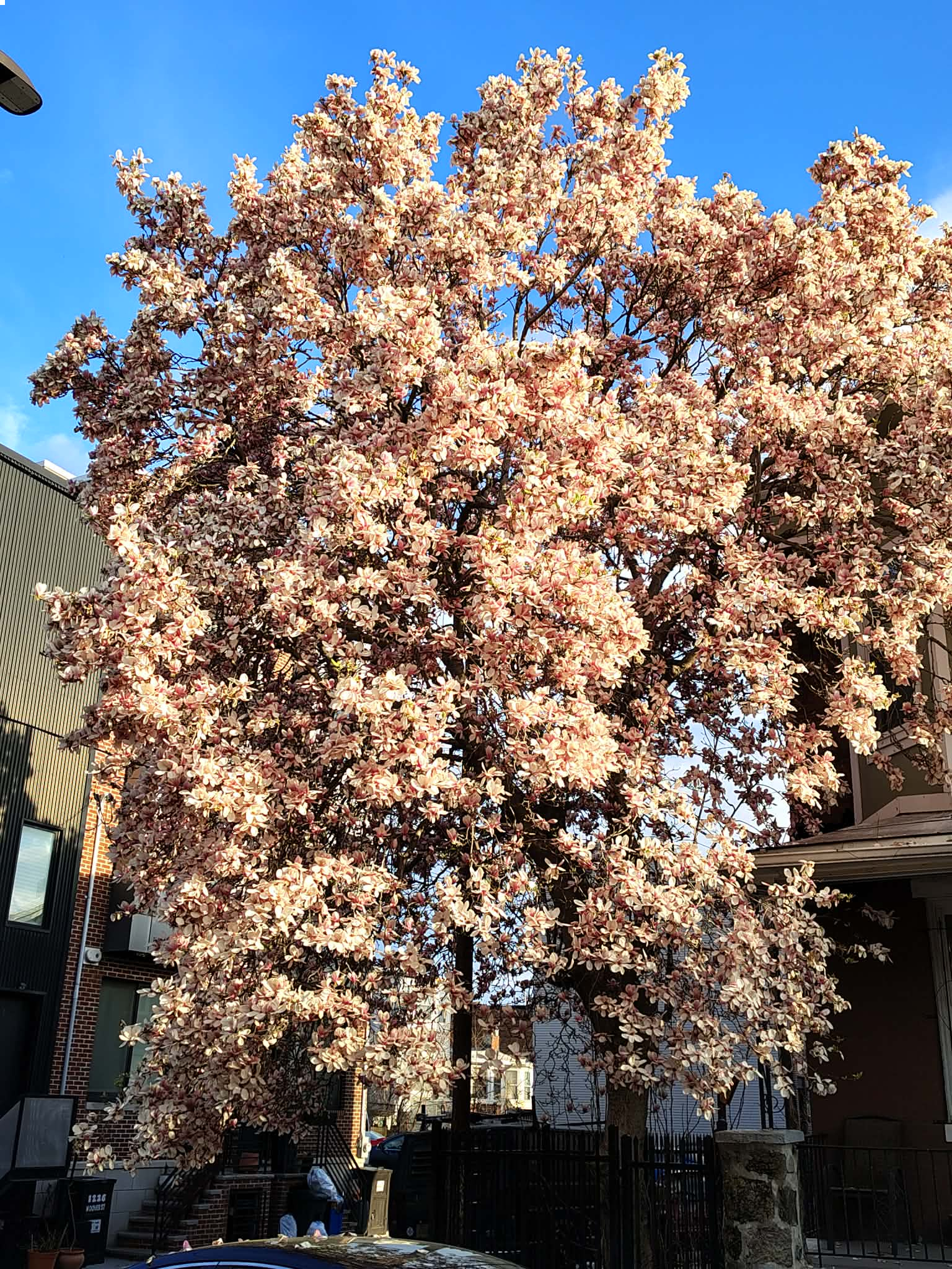 A magnolia tree in bloom